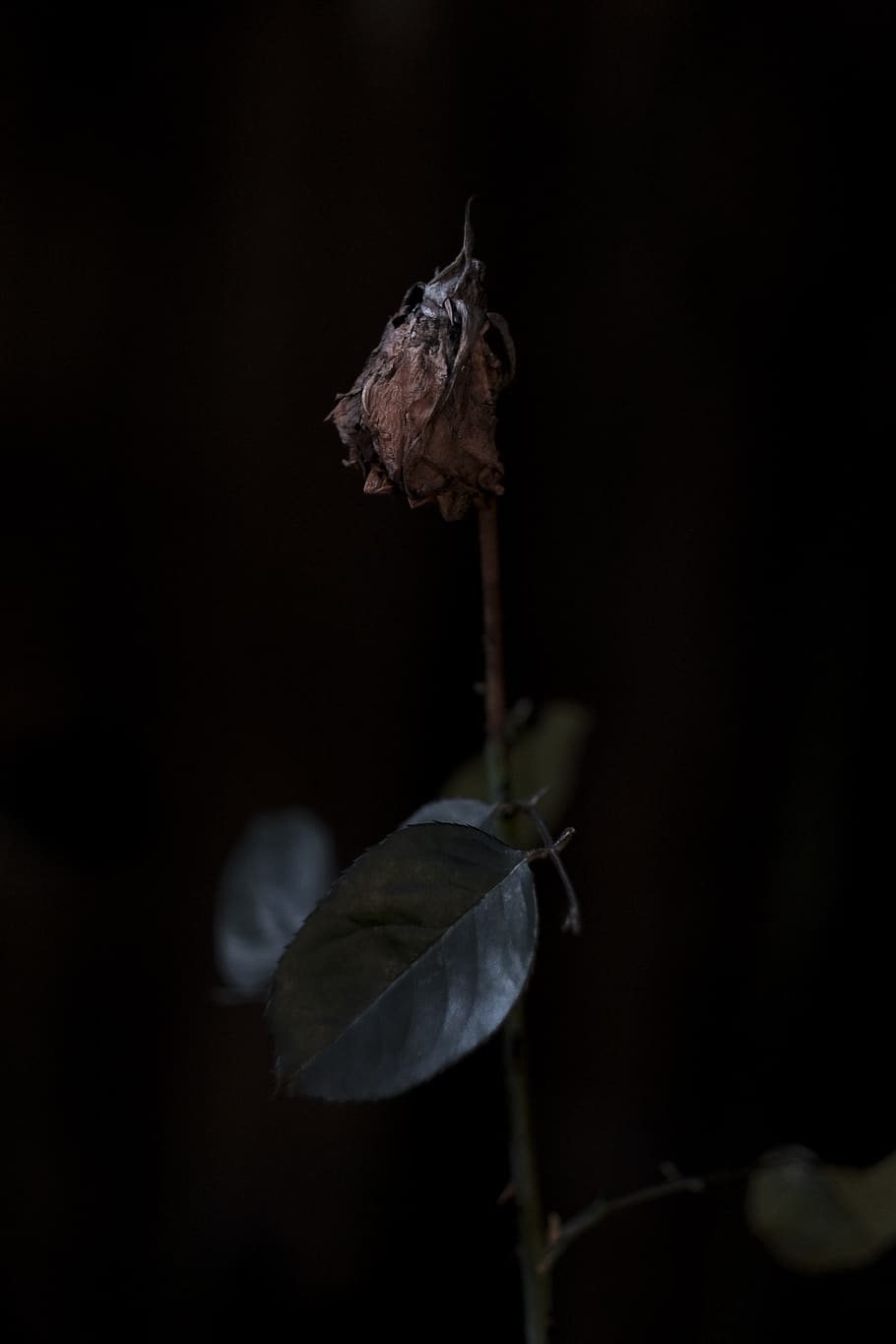 green leaf plant inside cave, bird, animal, rose, flower, blossom, HD wallpaper