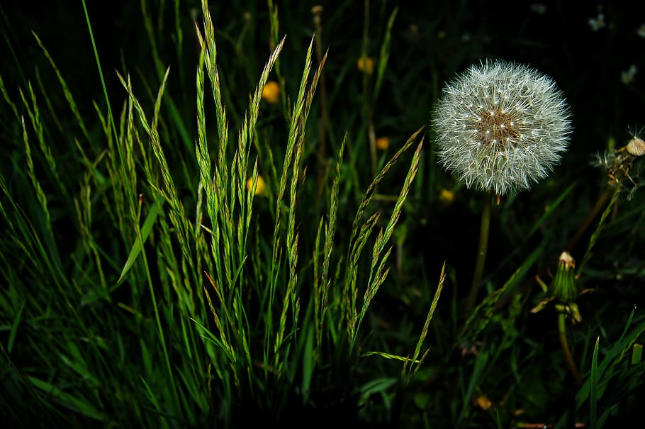 dark, grass, macro, plants, nature, growth, flower, flowering plant HD wallpaper