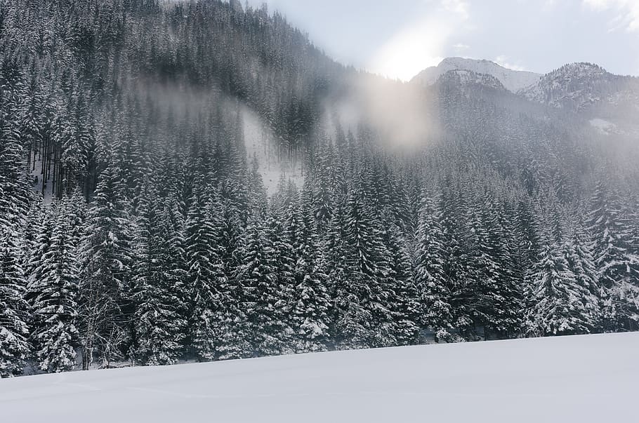 Mountains and forest, alps, austria, background, beautiful, cold HD wallpaper
