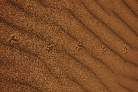 brown and white floral textile, soil, sand, nature, outdoors HD wallpaper