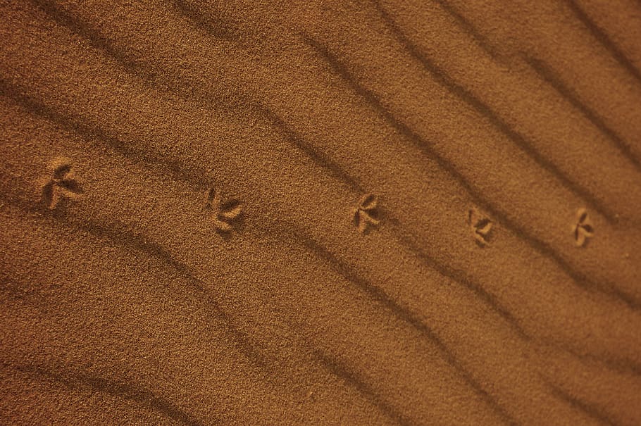brown and white floral textile, soil, sand, nature, outdoors HD wallpaper