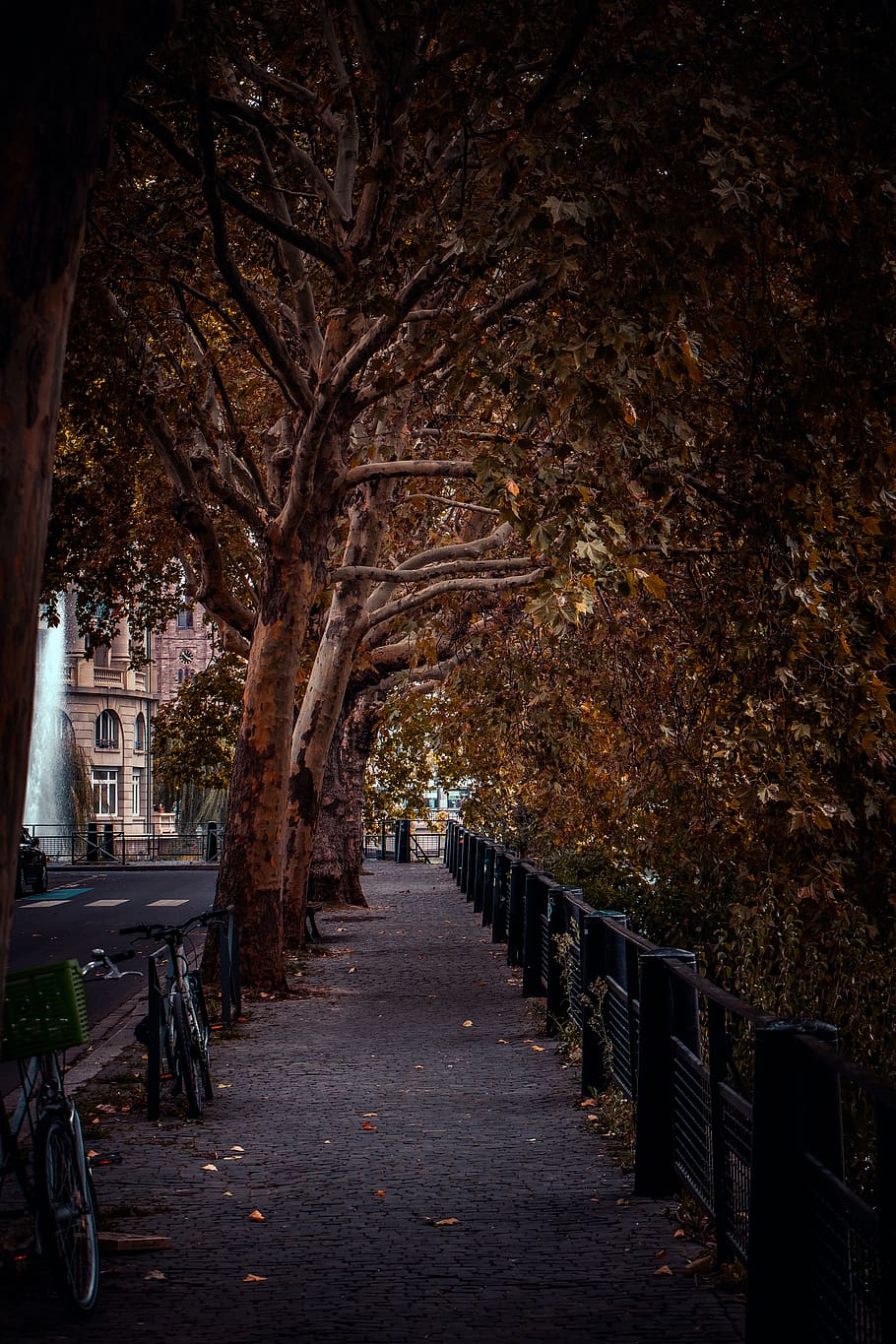 pathway near trees, direction, plant, the way forward, footpath HD wallpaper