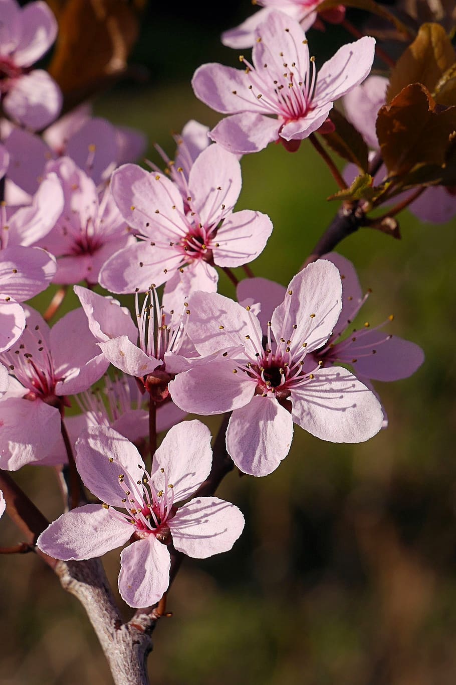 spring, flowers, tree blossoms, cherry, japanese cherry, pink HD wallpaper