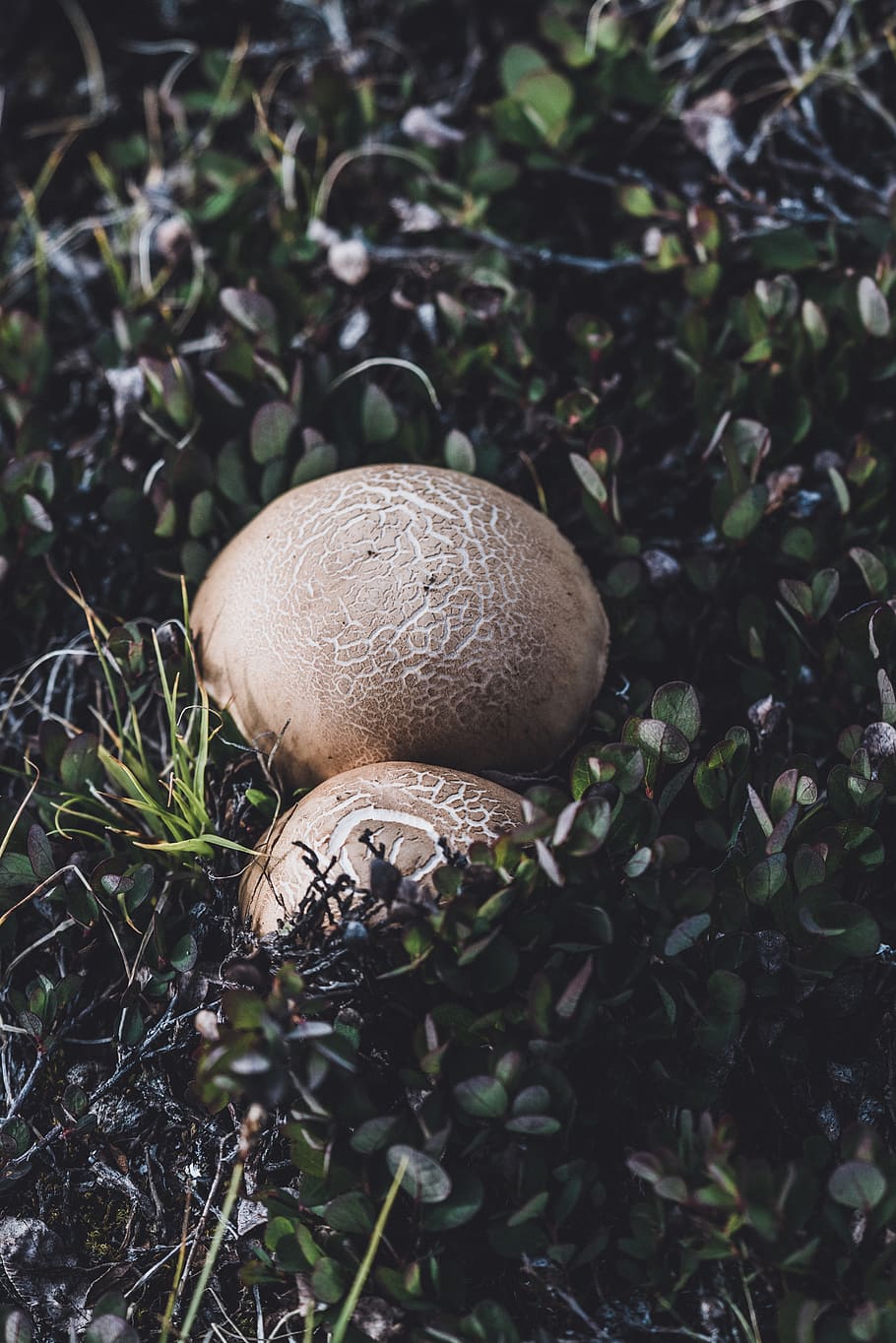 mushroom surrounded with plants, fungus, agaric, food, fruit HD wallpaper