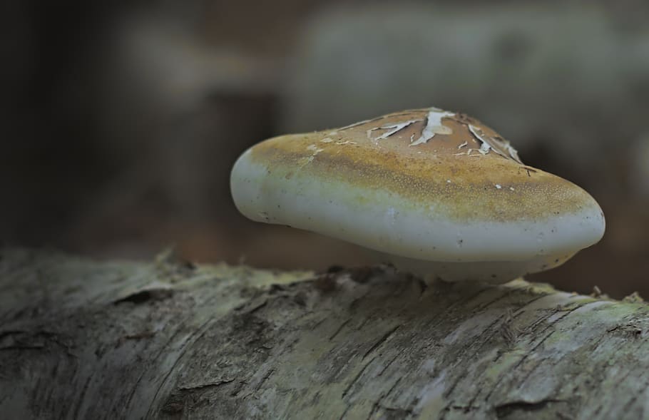 mushroom, tree, nature, forest, autumn, tribe, tree stump, wood HD wallpaper