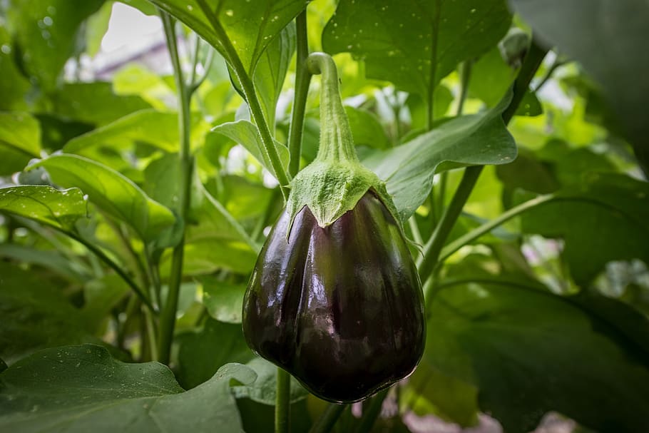 Eggplants Pictures  Download Free Images on Unsplash