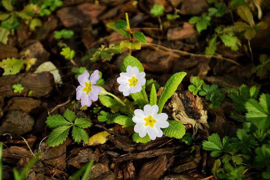 flower, primrose, spring, nature, garden, leaf, botany, decoration HD wallpaper