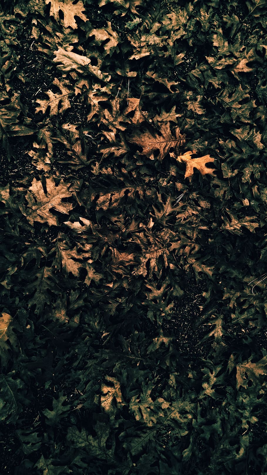 leaves, simple, grunge, plant part, leaf, nature, growth, no people HD wallpaper