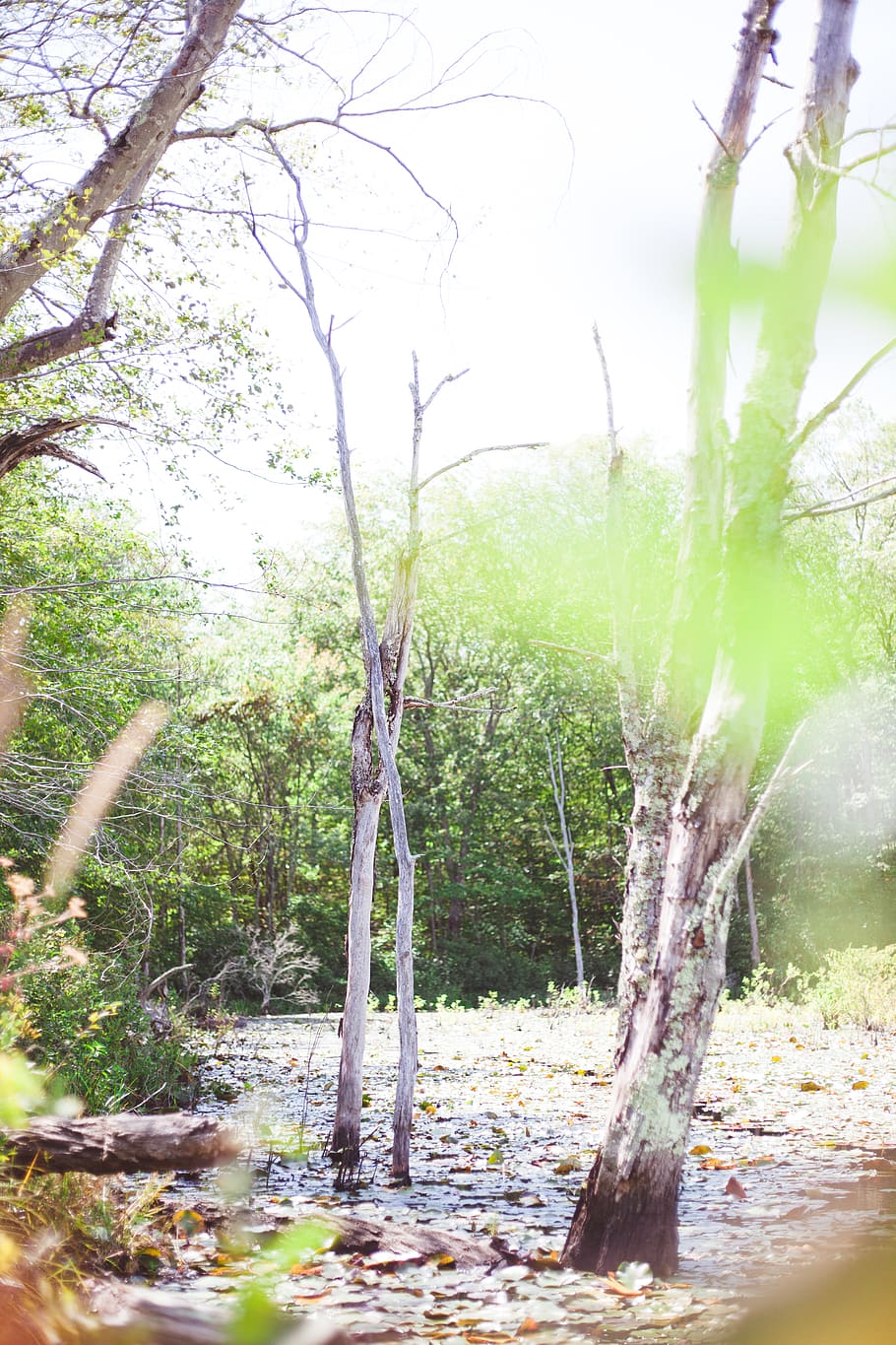 flare, light, tree, plant, outdoors, nature, vegetation, sunlight HD wallpaper