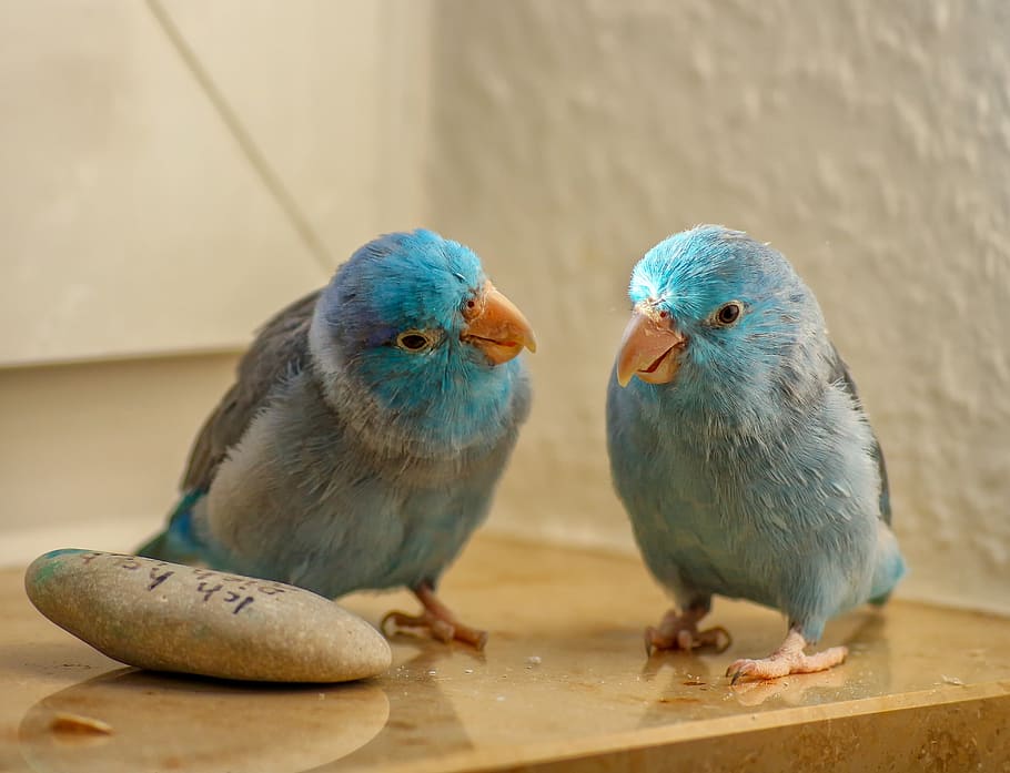 animals, passerine parrots, blue, pair, bill, plumage, feather