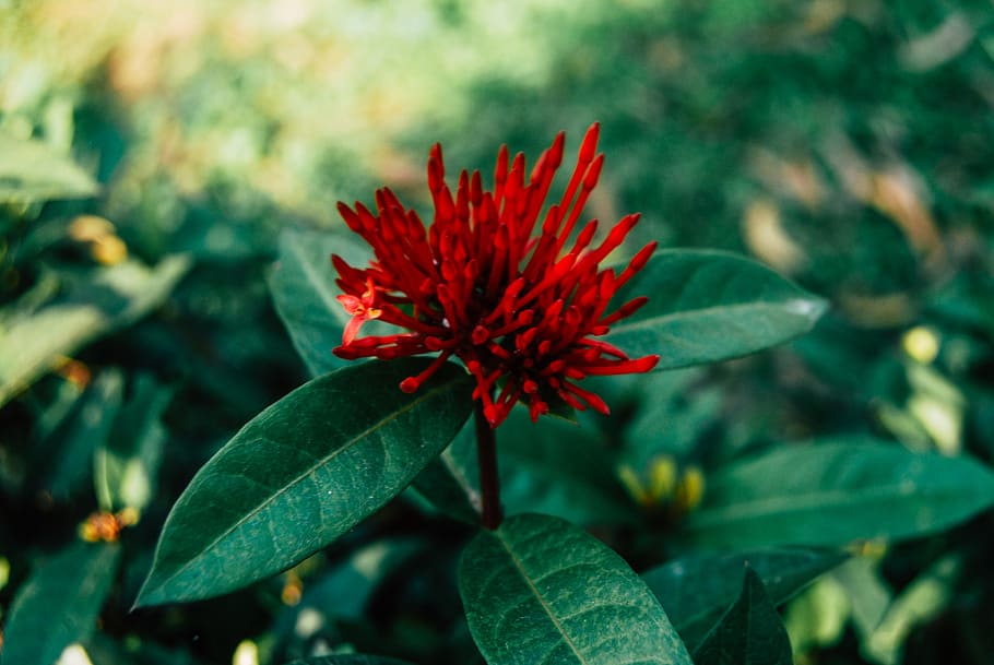 Selective Focus Photography of Red Ixora Flower Buds, blur, bright HD wallpaper