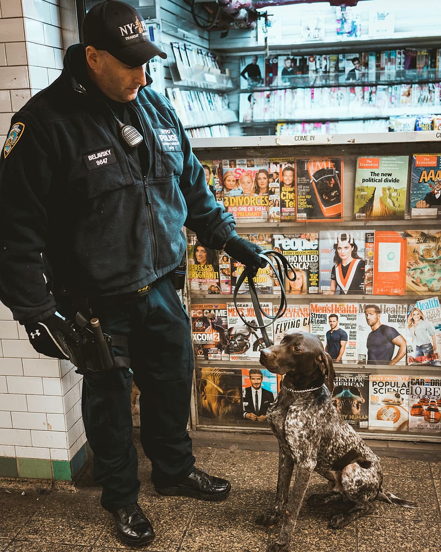 new york, times square, united states, police, nypd, police dog
