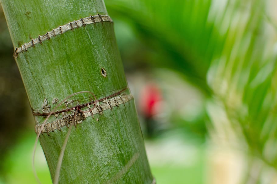 mauritius, albion, wallapaper, green, leaf, palm tree, bamboo HD wallpaper