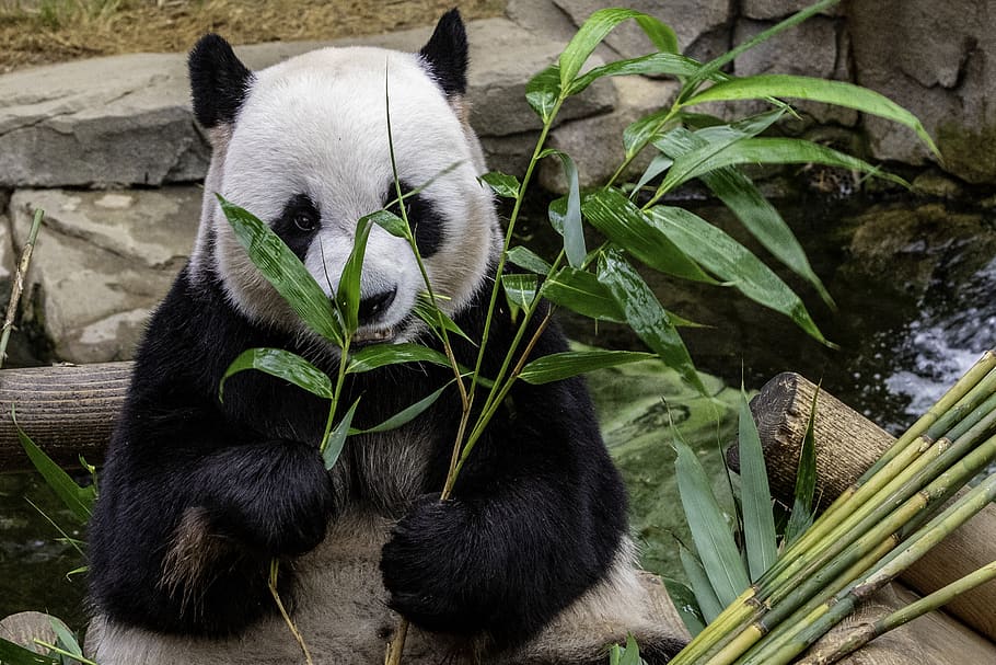 panda eating leafed, animal themes, mammal, plant part, one animal HD wallpaper