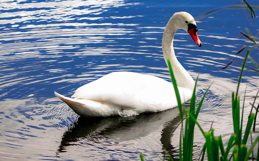 uk, england, london, britain, nature, lake, swan, water, blu, HD wallpaper