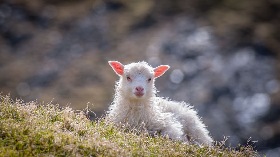 white sheep sitting on grass, animal themes, vertebrate, mammal HD wallpaper