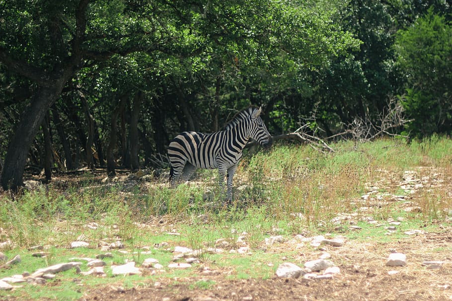 animal, zebra, forest, plant, animal wildlife, tree, animals in the wild HD wallpaper