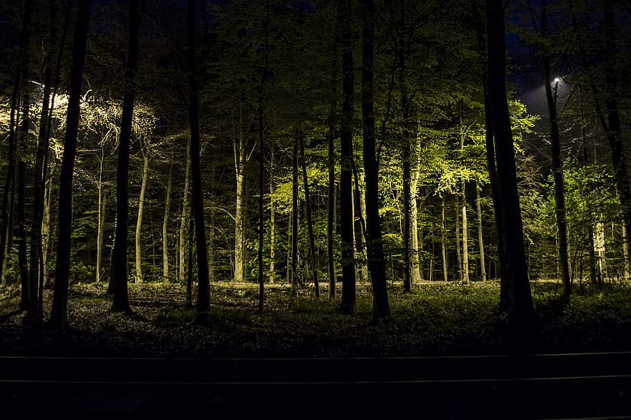 belgium, brussels, forest, tree, light, night, green, plant HD wallpaper