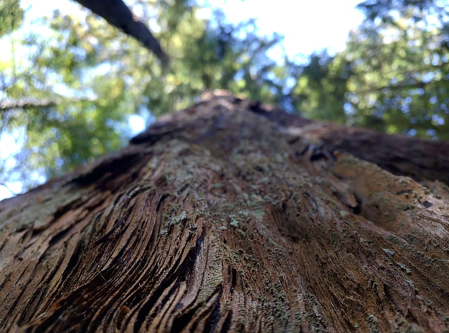 tree, bark, plant, tree trunk, nature, focus on foreground HD wallpaper