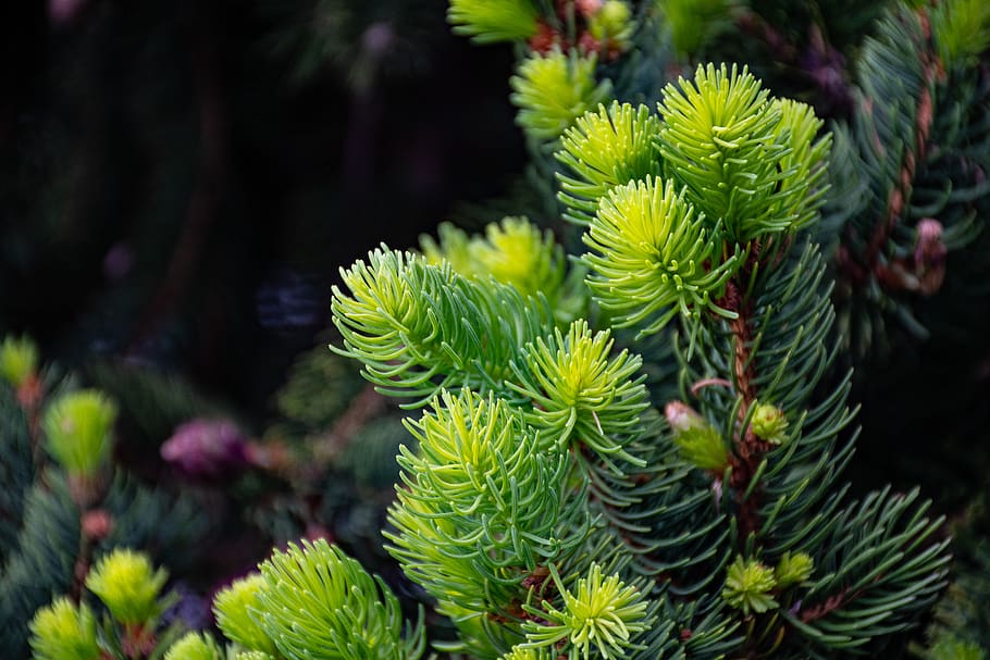 Photo of Green Leaf Plant, close-up, colors, cone, daytime, evergreen HD wallpaper