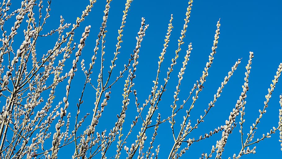 White Flowering Tree, beautiful, blue sky, branches, bud, clear sky HD wallpaper