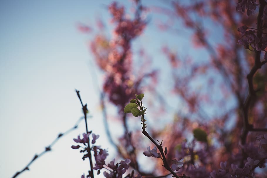 nature, tree, landscape, bokeh, plant, growth, flower, beauty in nature HD wallpaper