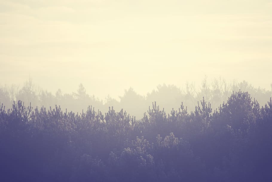trees, landscape, forest, mist, fog, season, mystic, atmospheric HD wallpaper