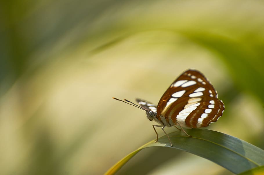 white and black butterfly, animal, insect, invertebrate, monarch HD wallpaper