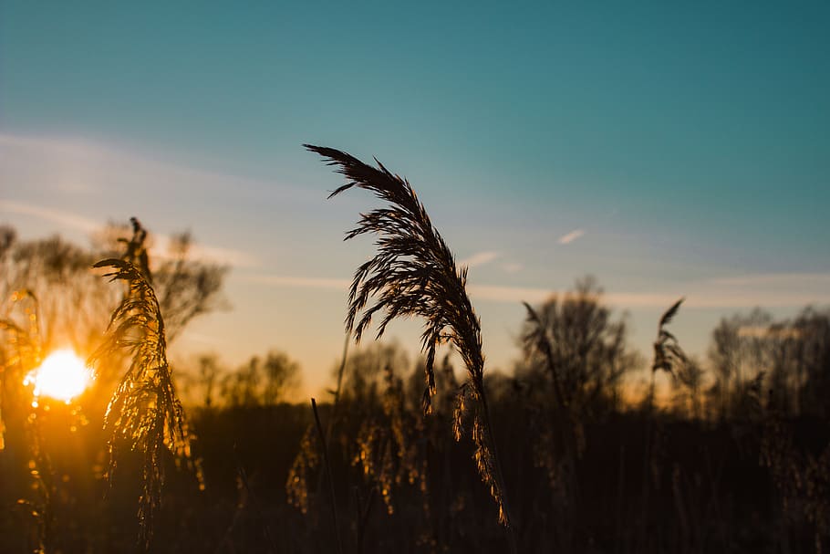 Shallow Focus Photography of Brown Plant, backlit, bright, dawn HD wallpaper