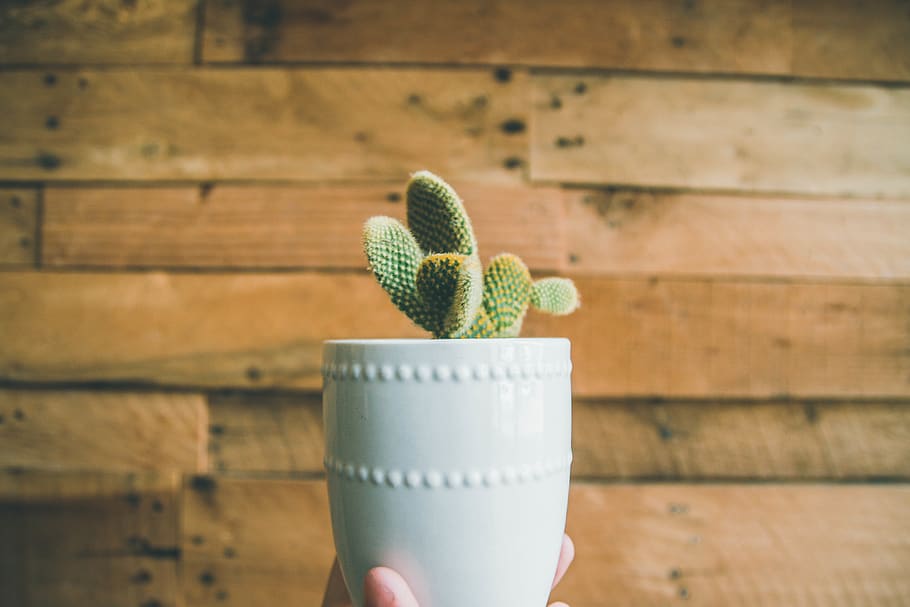 person holding green cactus on white pot, plant, flora, united states, HD wallpaper