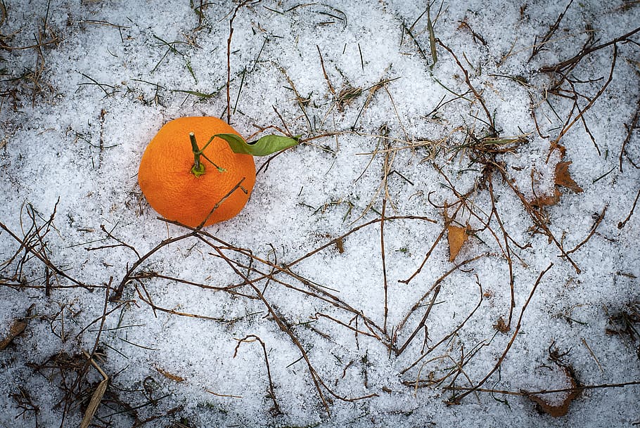background, branch, citrus, first snow, fruit, leaf, leaves HD wallpaper