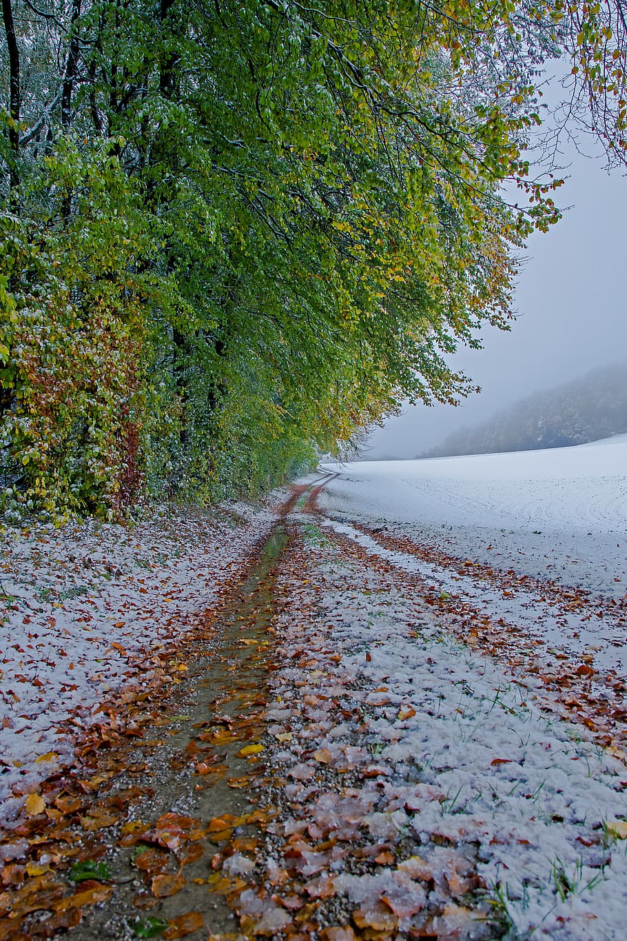 winter blast, snow, snow load, snowy, plant, tree, the way forward HD wallpaper