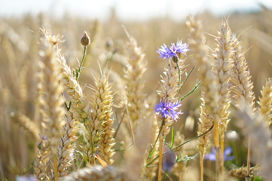 cornflowers, wheat, field, plant, growth, agriculture, beauty in nature HD wallpaper