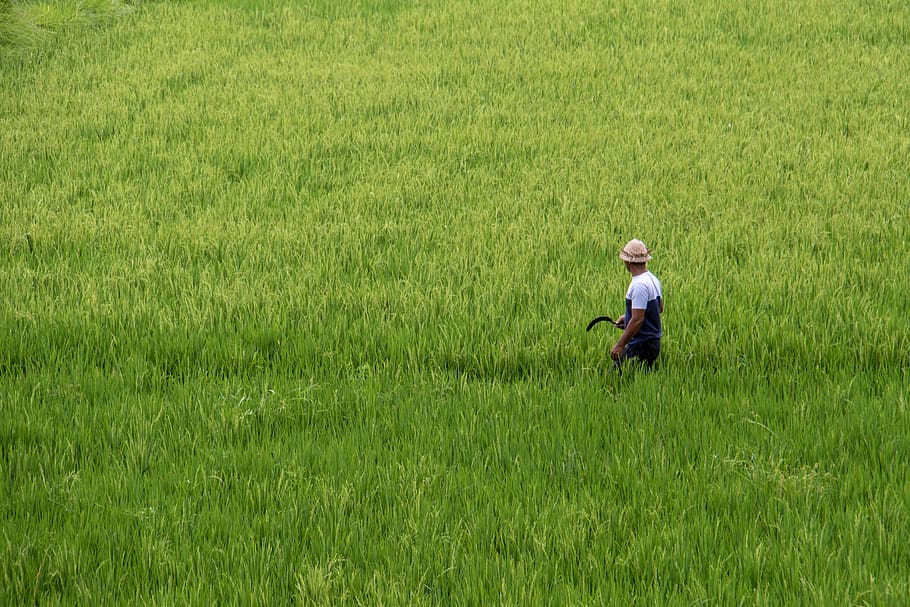 man holding sickle at the ricefield, outdoors, grassland, nature