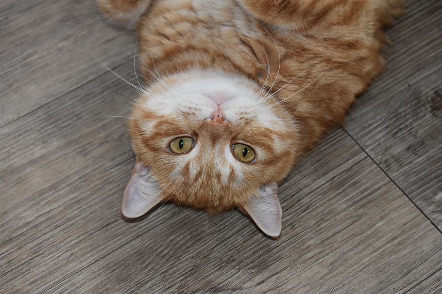 cat, redhead, portrait, watch, lie, on the floor, eyes, mustache HD wallpaper