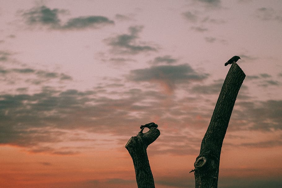 clouds, sky, sunset, nature, wood, bird, animal, cloud - sky HD wallpaper