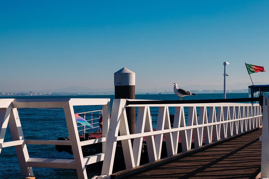 railing, animal, bird, building, water, waterfront, bridge HD wallpaper