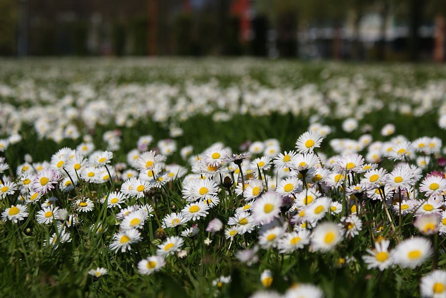 flowers, grass, daisy, spring, flowering plant, freshness, growth HD wallpaper