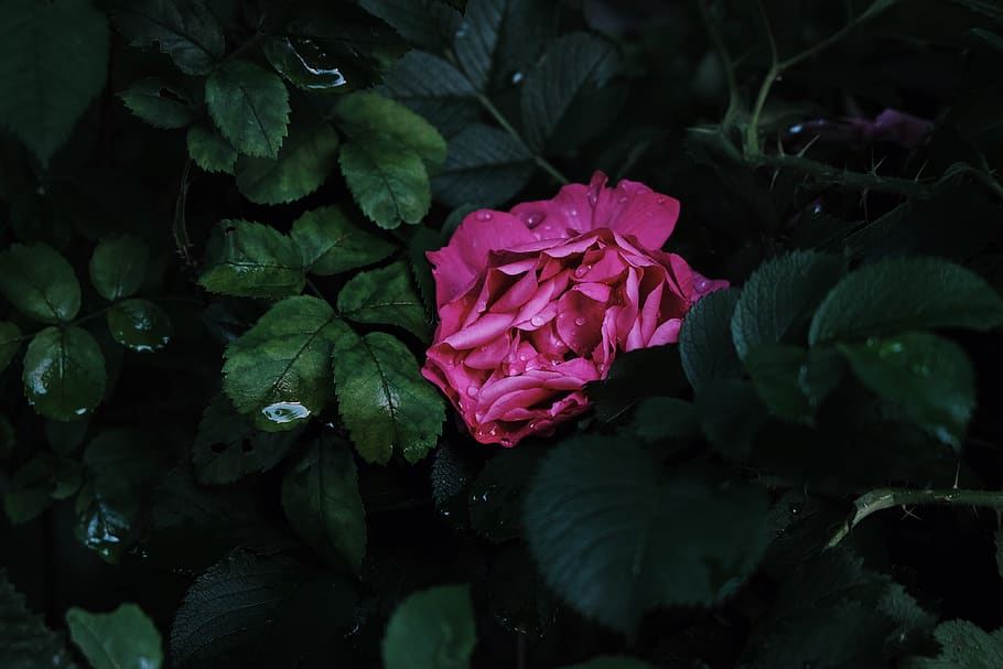 Close-Up Photography of Pink Flower Surrounded by Leaves, beautiful HD wallpaper
