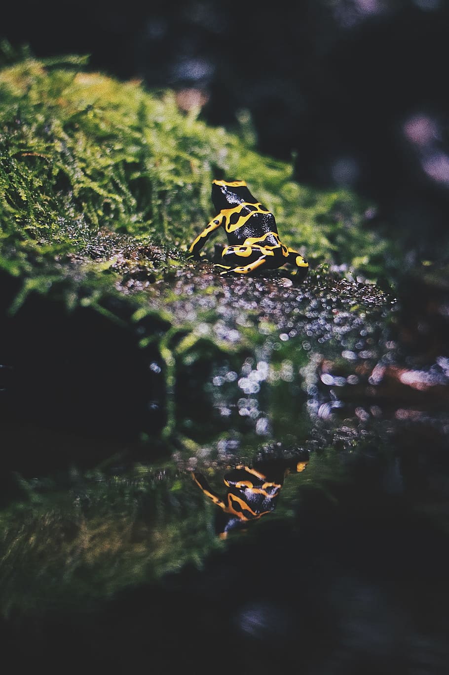 black and yellow frog, rock, moss, green, bokeh, blur, little HD wallpaper