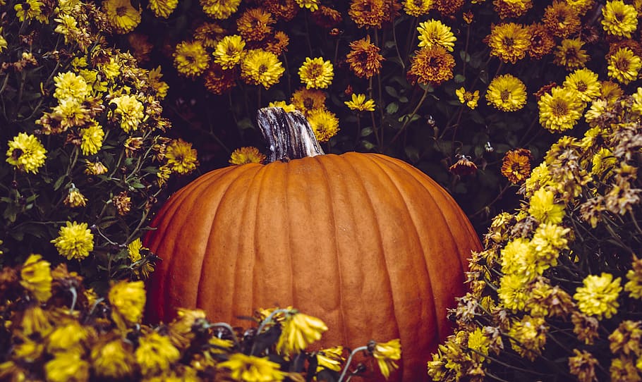 Photo of Pumpkin Surrounded By Flowers, beautiful, bloom, blooming HD wallpaper