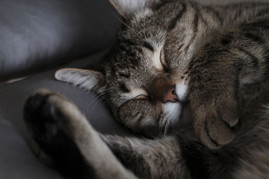 cat, cozy, sleeping, pet, home, chill, grey, copyspace, wallpaper HD wallpaper