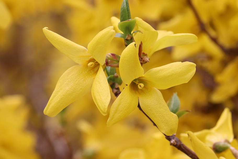 forsythia, spring, yellow, flowers, garden, nature, plants HD wallpaper