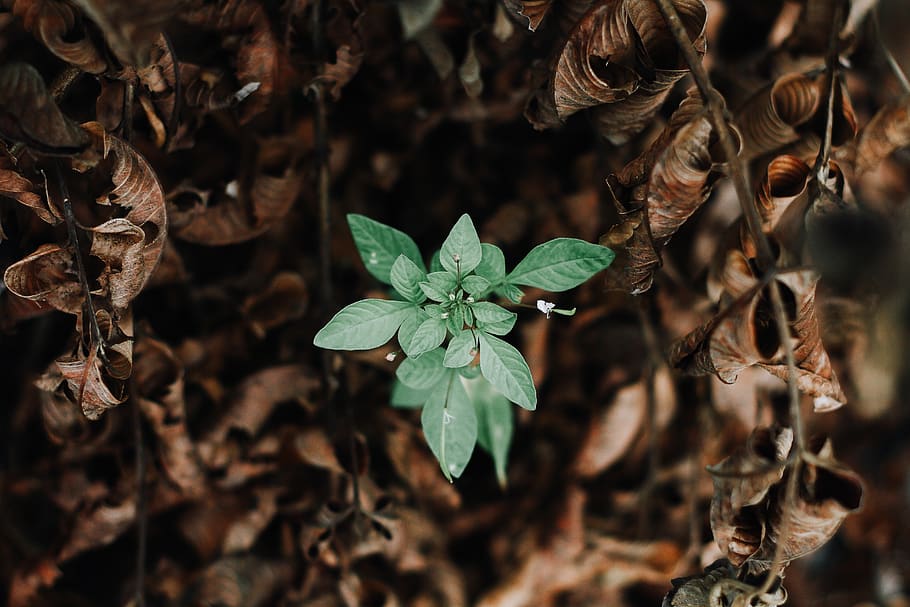 green plant, leaf, plant part, growth, beauty in nature, close-up HD wallpaper