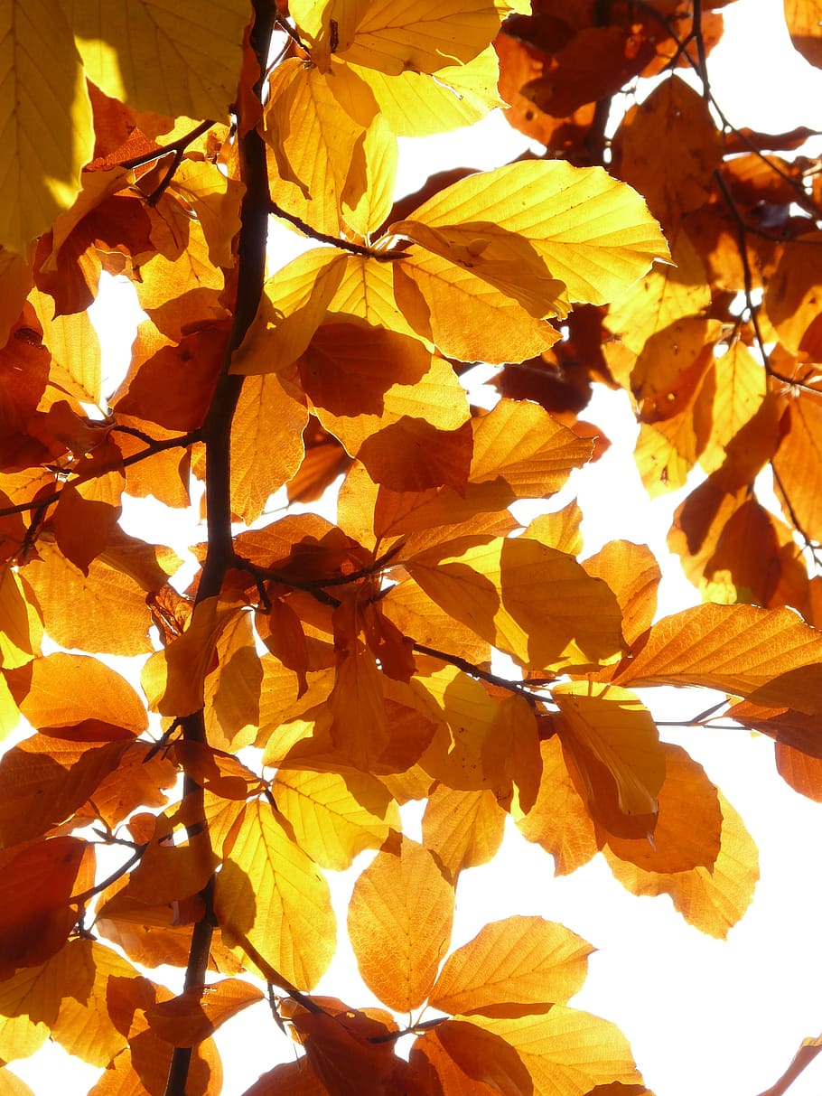 Yellow Leaf Illustration, branch, close-up, flora, foliage, golden HD wallpaper