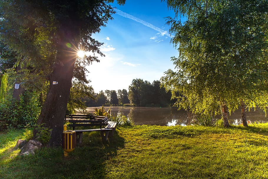 Body of Water Surrounded by Trees, dawn, environment, garden HD wallpaper