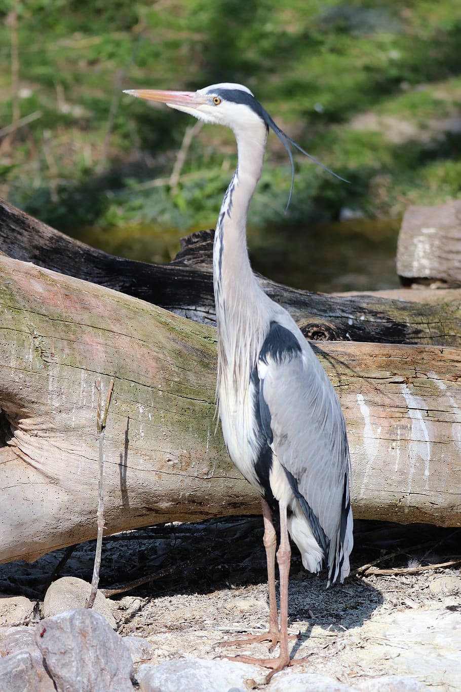 heron, ash, bird, large, predator, standing, water, zoo, animals in the wild HD wallpaper