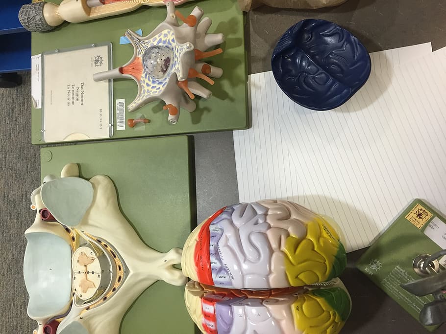 A fake brain., model, teachinlab, education, nerf, anatomy, science HD wallpaper