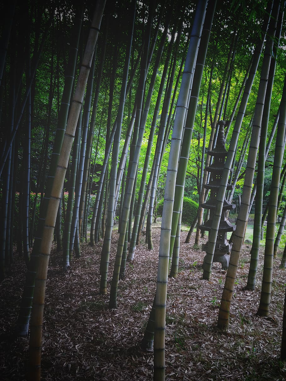 bamboo, forest, dark, curve, bend, japan, wood, nature, outdoor HD wallpaper