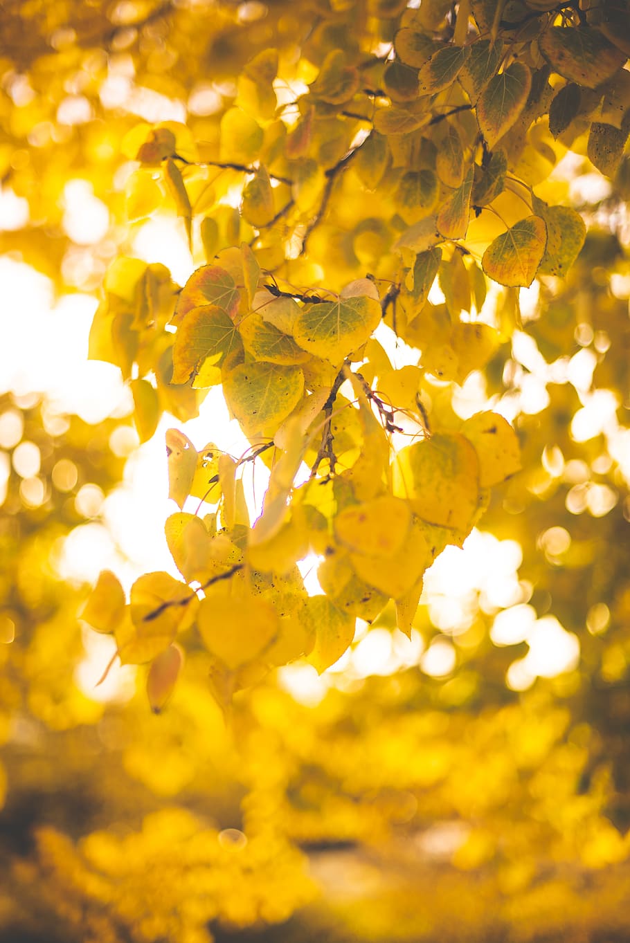 brown-leafed trees, yellow, plant, beauty in nature, growth, close-up HD wallpaper
